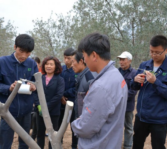 公司從產(chǎn)業(yè)鏈起始端著手，引進(jìn)良種優(yōu)苗，繁育基地苗圃，優(yōu)化樹(shù)種，以?xún)?yōu)質(zhì)的橄欖樹(shù)苗為生產(chǎn)特級(jí)初榨橄欖油提供基礎(chǔ)保障。在以自建萬(wàn)畝國(guó)家標(biāo)準(zhǔn)化油橄欖..